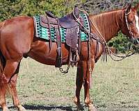 all-around-quarter-horse