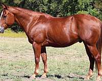 beginner-quarter-horse