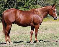 flashy-quarter-horse
