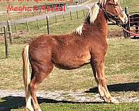 twhbea-yearling