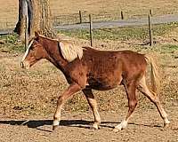 sorrel-tennessee-walking-colt
