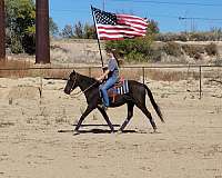 all-around-pony