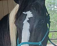 white-socks-symmetrical-front-back-horse