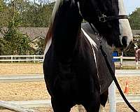 athletic-spotted-saddle-horse
