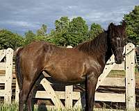 cute-canadian-horse