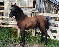 wisconsin-canadian-horse