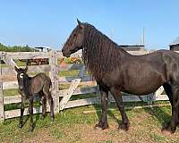 wisconsin-filly