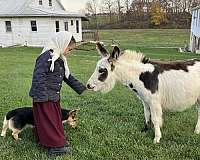 chocolate-spots-white-donkey