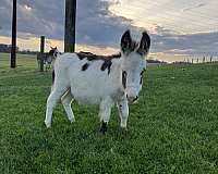 chocolate-spots-white