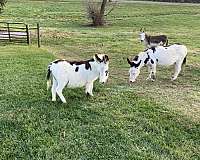 7-hand-weanling