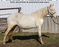 homozygous-palomino-tennessee-walking-horse