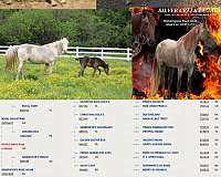 trail-riding-palomino-tennessee-walking-horse