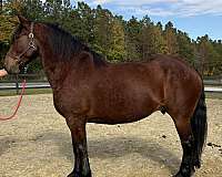 bay-belgian-gelding