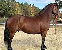 bay-gelding-for-sale