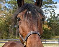16-hand-belgian-gelding