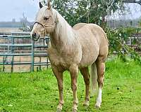 palomino-blaze-left-rear-sock-pony
