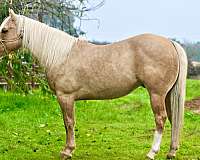 adults-paint-pony