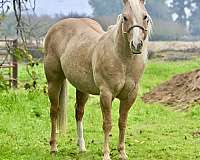 an-all-around-paint-pony