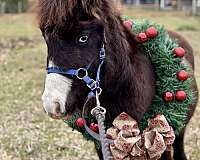 blue-eyed-miniature-horse