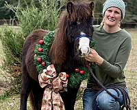 breeding-miniature-horse