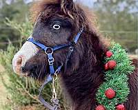 companion-miniature-horse