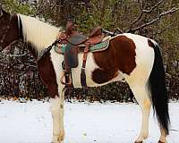 working-cat-spotted-saddle-horse