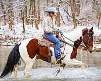 all-around-spotted-saddle-horse