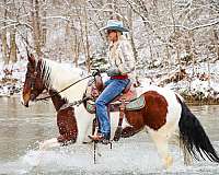 athletic-spotted-saddle-horse