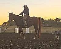 athletic-quarter-pony