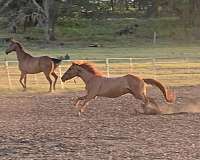 barrel-quarter-pony