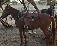 barrel-racing-quarter-pony
