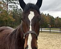 16-hand-draft-gelding