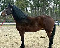 bay-draft-gelding