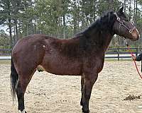 bay-gelding-for-sale