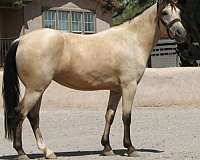 buckskin-iqpa-mare
