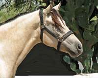 buckskin-iqpa-horse