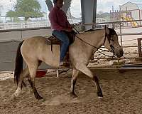 iqpa-quarter-pony-mare