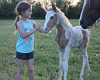 palomino-tobiano-palomino-filly-foal