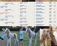 palomino-tobiano-homozygous-horse