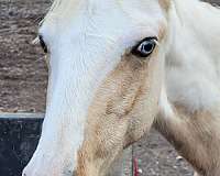 palomino-tobiano-twhbea-filly-foal
