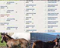 top-pedigree-tennessee-walking-horse