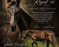 black-filly-tennessee-walking-horse