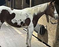 quarter-horse