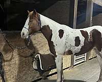 quarter-horse-for-sale