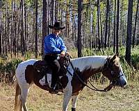 trained-mare