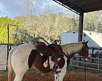 group-rides-mare