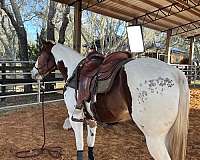 broodmare-quarter-horse