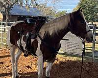 camping-quarter-horse