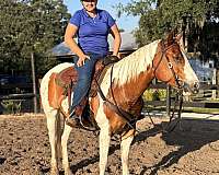 appointment-quarter-horse