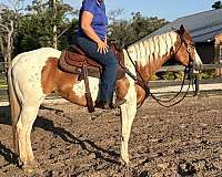 don-quarter-horse